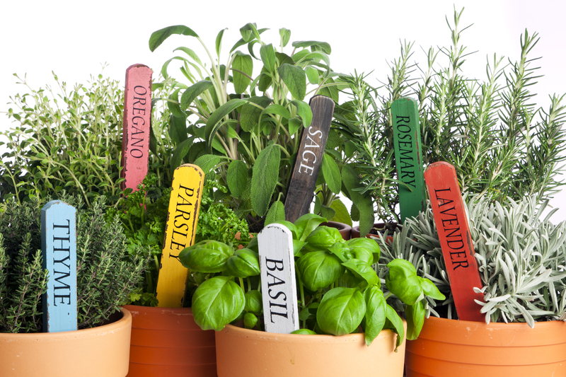 Explore Top Tall-Potted Plant Choices to Enhance Outdoor Privacy