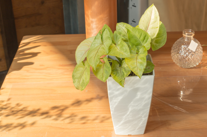 landscape design garden